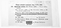 Erysiphe adunca var. adunca image